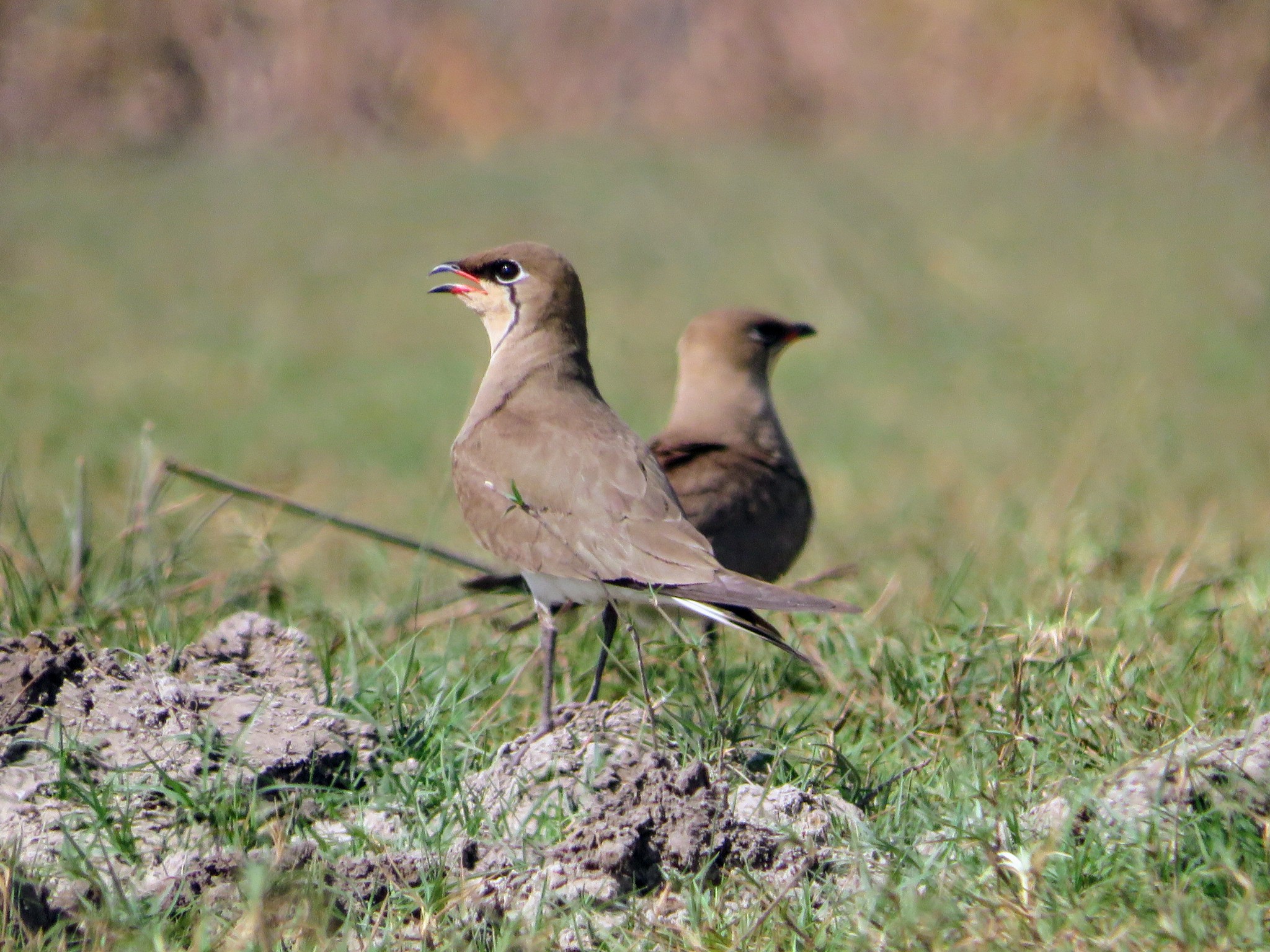 Collared Pratincole